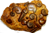 Trias-Ammoniten aus dem Hallsttter Kalk